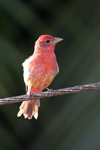 Summer Tanager    Piranga rubra