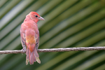 Summer Tanager    Piranga rubra