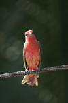 Summer Tanager    Piranga rubra