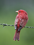 Summer Tanager    Piranga rubra