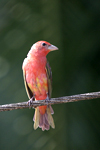 Summer Tanager    Piranga rubra