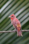 Summer Tanager    Piranga rubra