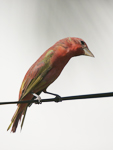 Summer Tanager    Piranga rubra