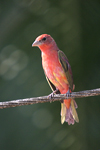 Summer Tanager    Piranga rubra