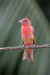 Summer Tanager    