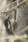 Syrian Woodpecker   Dendrocopos syriacus