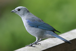 Blue-grey Tanager    Thraupis episcopus 