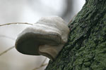 Tinder Polypore   Fomes fomentarius