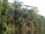 Tortuguero    