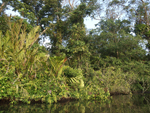 Tortuguero    