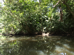 Tortuguero    