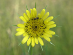 Yellow Goats Beard    Tragopogon dubius 