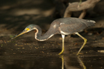 Tricolored Heron    Egretta tricolor