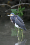 Tricolored Heron    Egretta tricolor