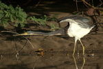 Tricolored Heron    