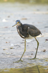 Tricolored Heron    Egretta tricolor