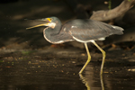 Tricolored Heron    Egretta tricolor