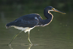 Tricolored Heron    Egretta tricolor