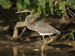      Egretta tricolor