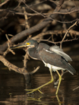 Tricolored Heron    Egretta tricolor