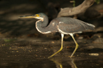      Egretta tricolor