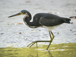 Tricolored Heron    