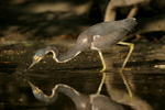      Egretta tricolor