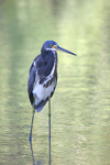 Tricolored Heron    Egretta tricolor