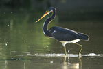      Egretta tricolor