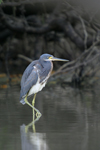 Tricolored Heron    