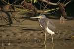 Tricolored Heron    Egretta tricolor