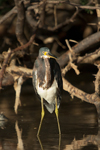 Tricolored Heron    