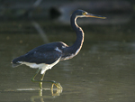Tricolored Heron    