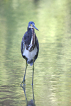 Tricolored Heron    Egretta tricolor