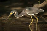 Tricolored Heron    Egretta tricolor