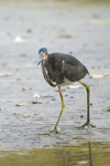 Tricolored Heron    