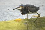 Tricolored Heron    Egretta tricolor