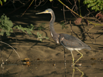 Tricolored Heron    Egretta tricolor