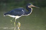 Tricolored Heron    