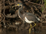 Tricolored Heron    Egretta tricolor