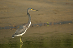 Tricolored Heron    Egretta tricolor