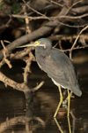 Tricolored Heron    Egretta tricolor