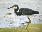      Egretta tricolor