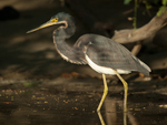 Tricolored Heron    