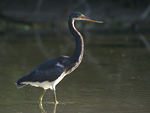 Tricolored Heron    