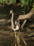 Tricolored Heron    