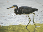 Tricolored Heron    Egretta tricolor