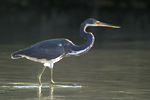 Tricolored Heron    