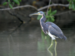 Tricolored Heron    Egretta tricolor