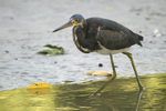      Egretta tricolor